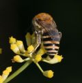 Colletes nigricans